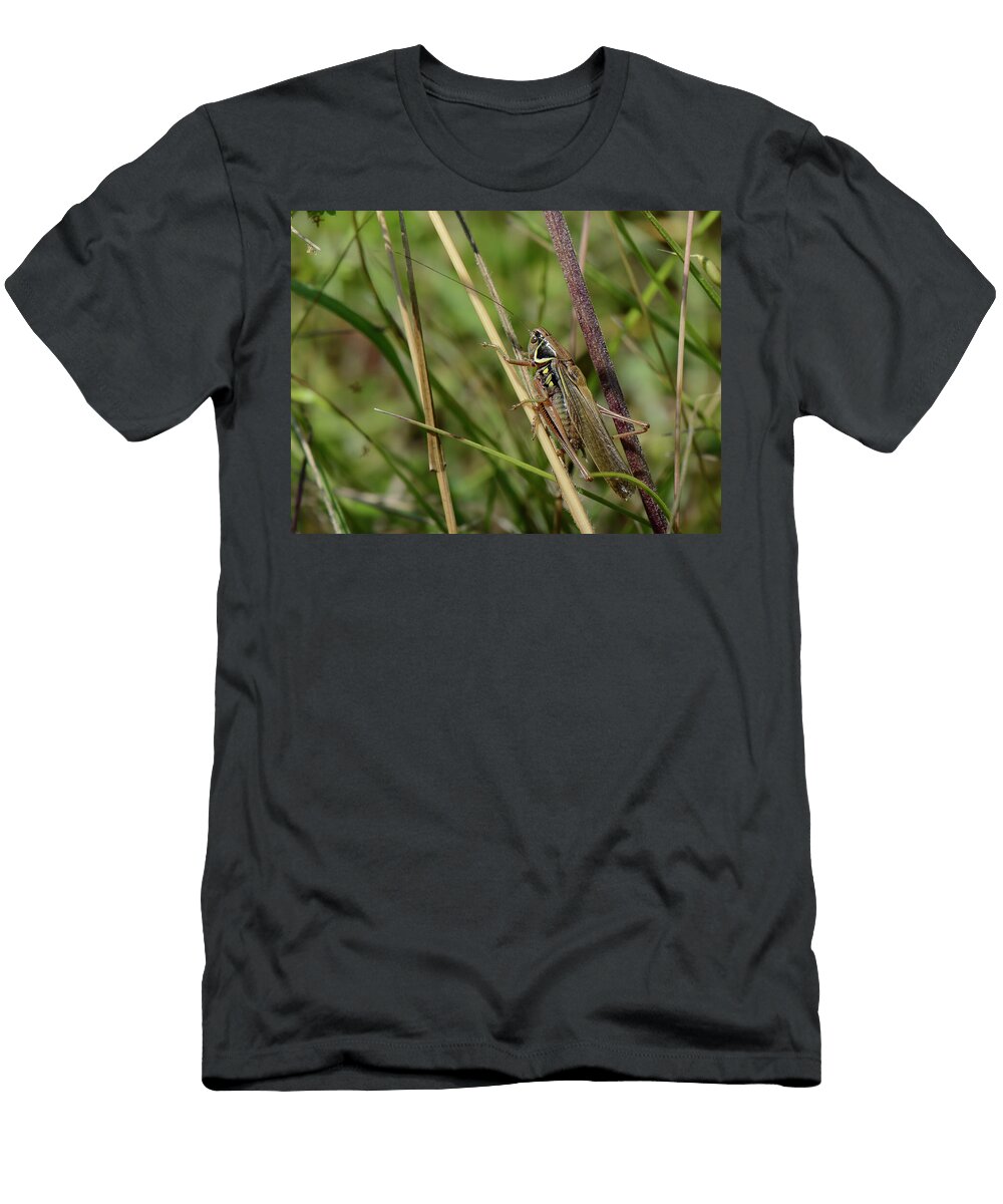 Roesels Bush Cricket Male Long Winged Form Resting on Nick Upton Natureplcom T-Shirt