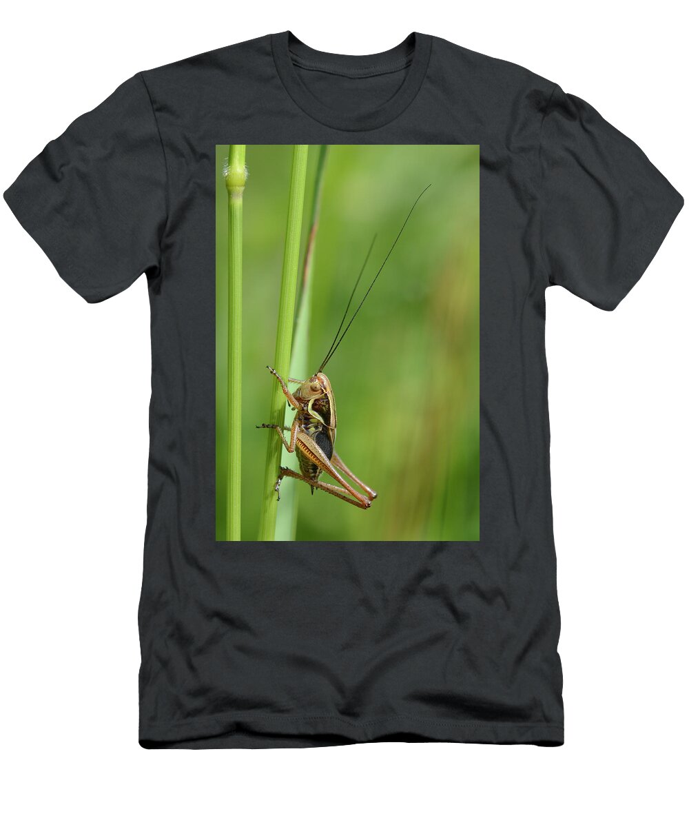Roesels Bush Cricket Male Short Winged Form Resting on a Nick Upton Natureplcom T-Shirt