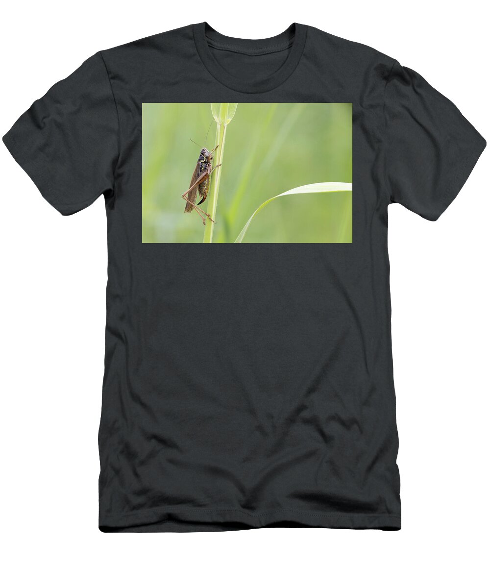 Roesels Bush Cricket Resting on Grass Blade Strumpshaw Robin Chittenden Natureplcom T-Shirt