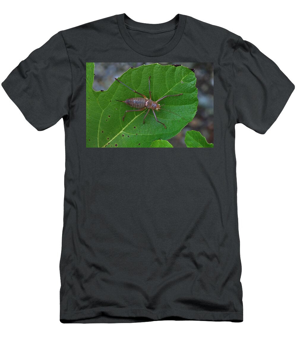 Rough Backed Bush Cricket Foraging on Leaf Vendee France Loic Poidevin Natureplcom T-Shirt