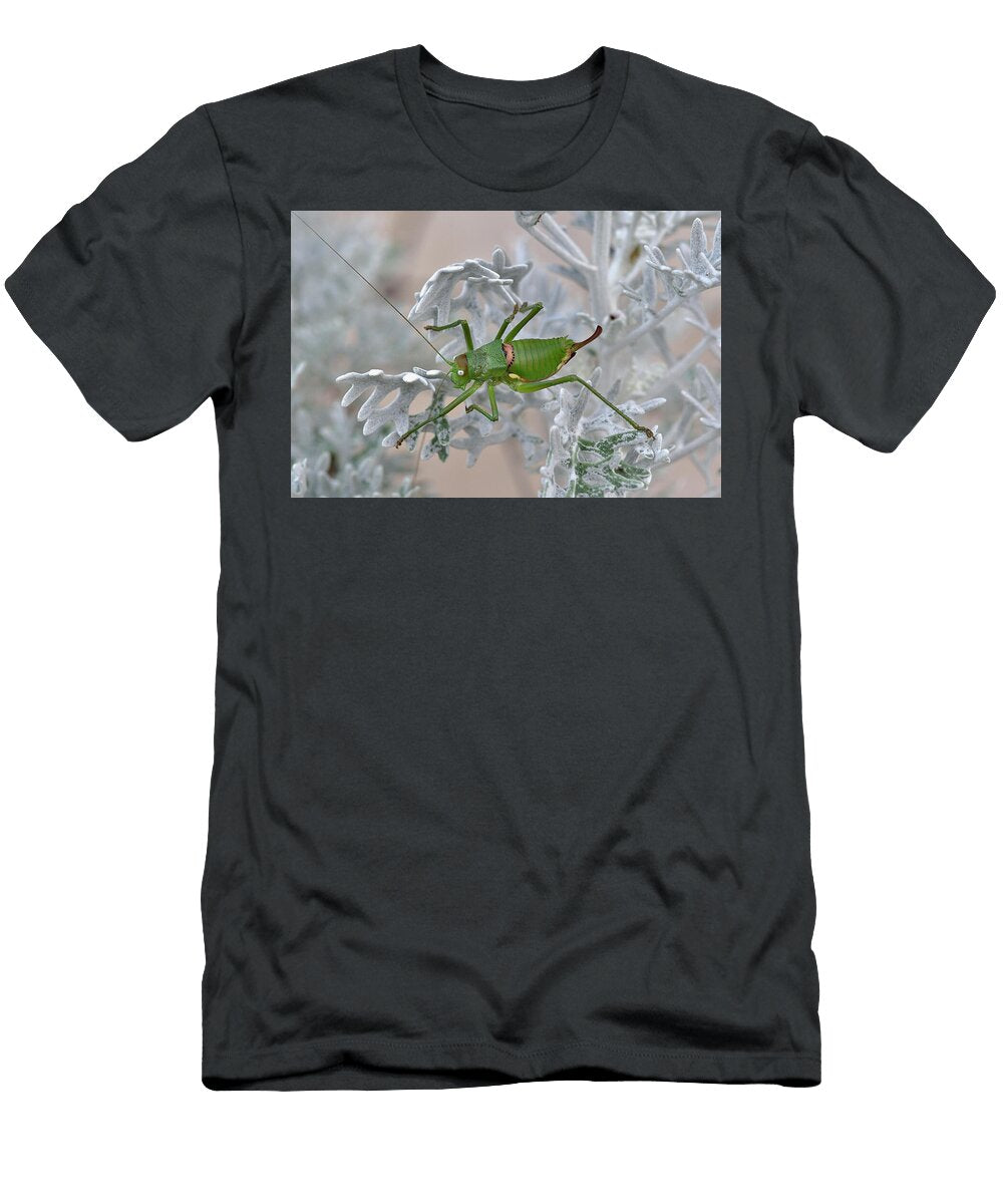 Rough Backed Bush Cricket on Silver Ragwort Vende Loic Poidevin Natureplcom T-Shirt