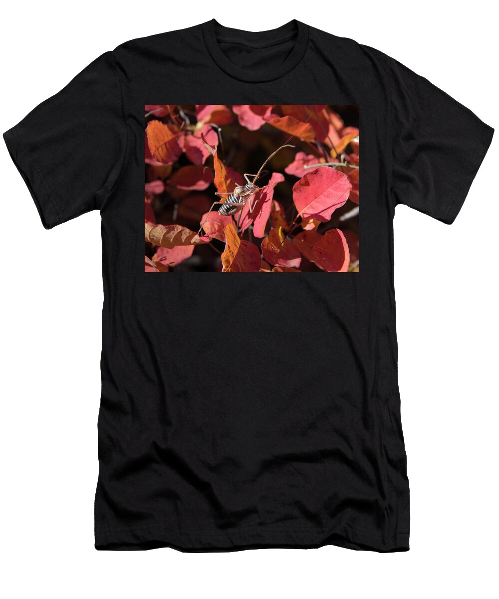 Saddle Backed Bush Cricket Brown Form on European Jean E Roche Natureplcom T-Shirt