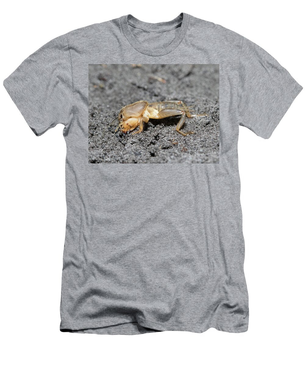 Short Winged Mole Cricket Resting on Soil Pest of Lawns Barry Mansell Natureplcom T-Shirt