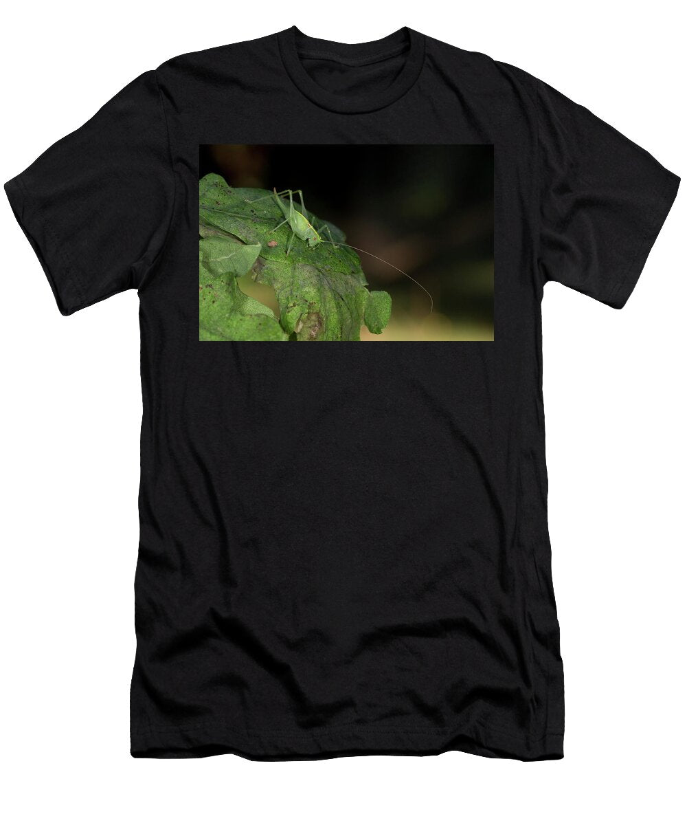 Southern Oak Bush Cricket Norfolk England UK Robin Chittenden Natureplcom T-Shirt