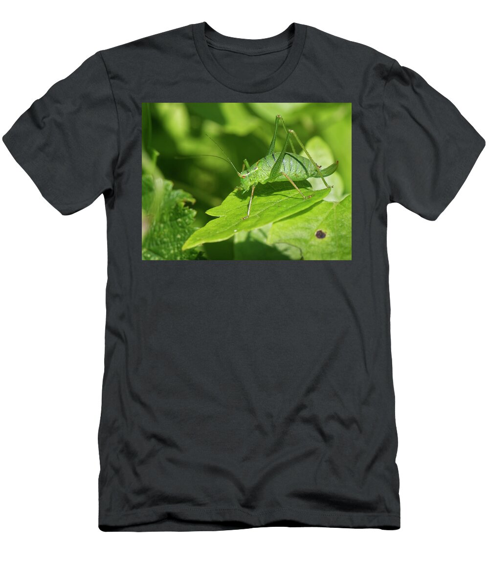 Speckled Bush Cricket Female Sunning on a Leaf on a Nick Upton Natureplcom T-Shirt