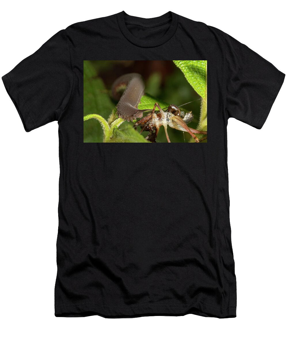 Velvet Worm Feeding on Cricket After Ejecting Net of Sticky Morley Read Natureplcom T-Shirt