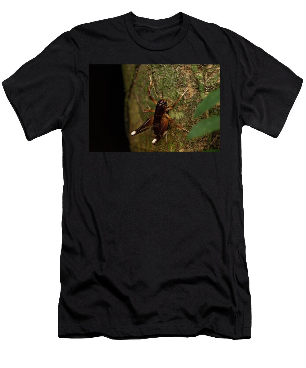 White Kneed King Cricket on Tree Trunk At Night Bruce Thomson Natureplcom T-Shirt